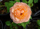 Coral Reef rose photo
