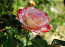 Coretta Scott King rose photo