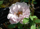 Couture Rose Tilia rose photo