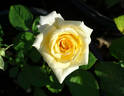 Creme de la Creme rose photo