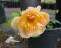 Dame Judi Dench rose photo