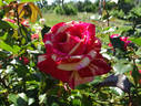 Daring Spirit™ rose photo