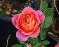 Disneyland Rose ® rose photo