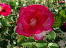 Donna Darlin' rose photo