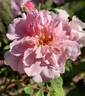 Blush Boursault rose photo