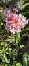 Blush Boursault rose photo