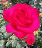 Timeless rose photo