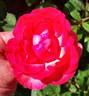 Tahitian Treasure rose photo
