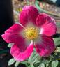 Star Delight rose photo
