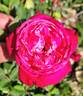 Cherry Drop rose photo
