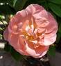 Pacific Wonderland rose photo