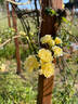 Banksian Yellow rose photo