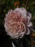 Miyabi rose photo