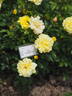 AM130 rose photo