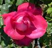 Givenchy rose photo