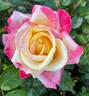 Love rose photo