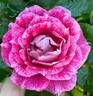 Let's Celebrate rose photo