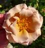 Connie's Sandstorm rose photo