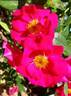 Gina's Rose™ rose photo