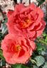 Hot Chocolate rose photo