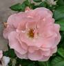 Pacific Wonderland rose photo
