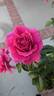 Pretty Lady Rose™ rose photo