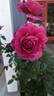 Pretty Lady Rose™ rose photo