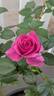 Pretty Lady Rose™ rose photo