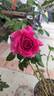 Pretty Lady Rose™ rose photo