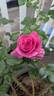 Pretty Lady Rose™ rose photo