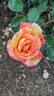 Peach Swirl ™ rose photo