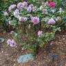 Enchanted Evening ™ rose photo