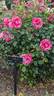 Parade Day ™ rose photo