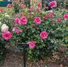 Parade Day ™ rose photo