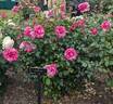 Parade Day ™ rose photo