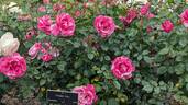 Parade Day ™ rose photo
