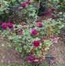Twilight Zone rose photo