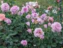 Violet's Pride rose photo