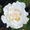 The Divine Miss M™ rose photo