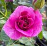 Mauvelous rose photo