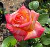 Peach Swirl ™ rose photo