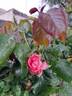 La Rose de Molinard ® rose photo
