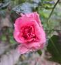 La Rose de Molinard ® rose photo