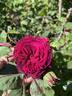 Empereur du Maroc rose photo