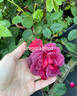 Dragon's Blood rose photo