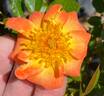 Oso Easy Paprika rose photo