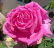 Paul Ricault rose photo