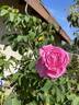 Paul Ricault rose photo