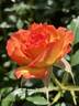 Ring of Fire ™ rose photo