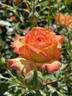 Ring of Fire ™ rose photo